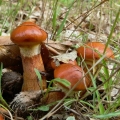 Izvanredan puter (suillus spectabilis): opis i fotografija